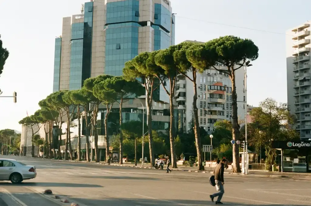 A sunny boulevard in Tirana lined with Mediterranean pine trees and modern glass office buildings